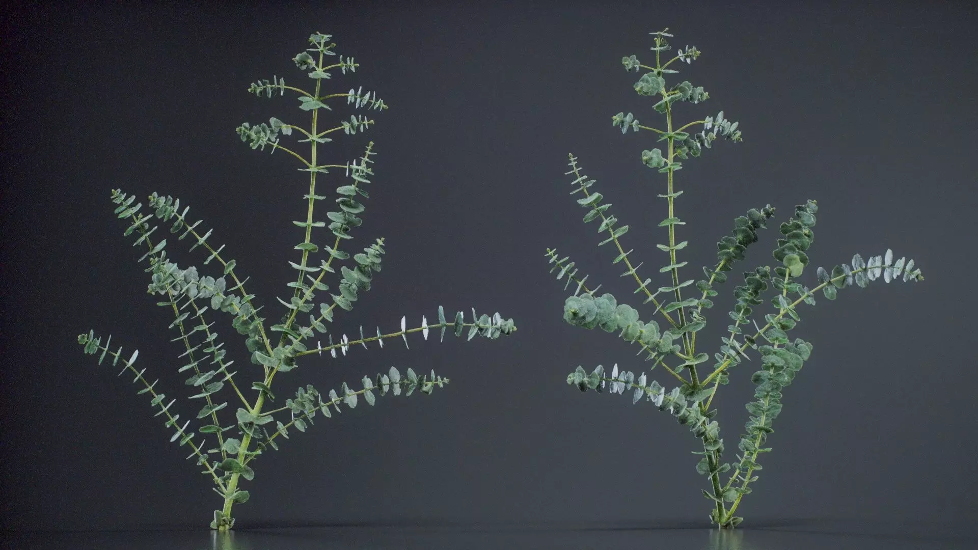 Apple Snow Cider Gum Eucalyptus Gunnii Low-poly 3D model_0