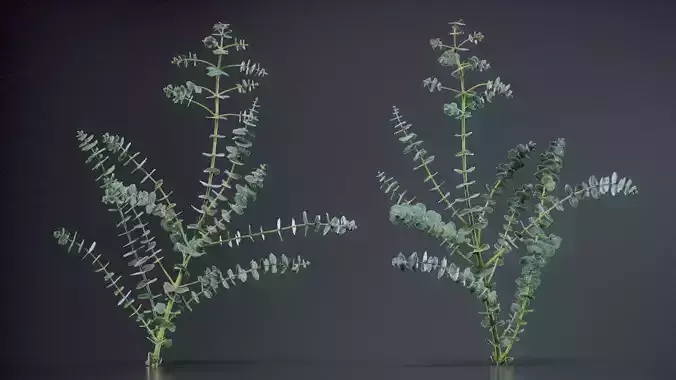 Apple Snow Cider Gum Eucalyptus Gunnii