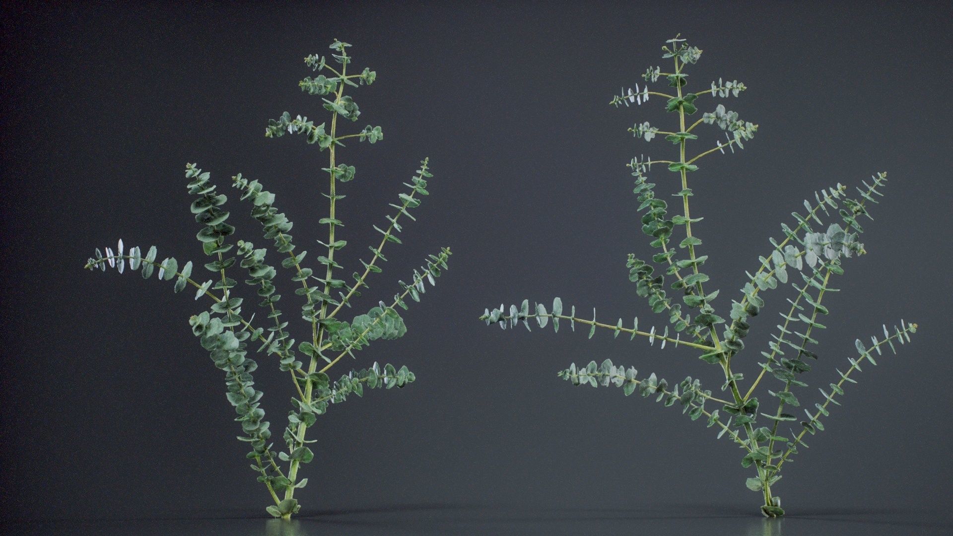 Apple Snow Cider Gum Eucalyptus Gunnii Low-poly 3D model_2