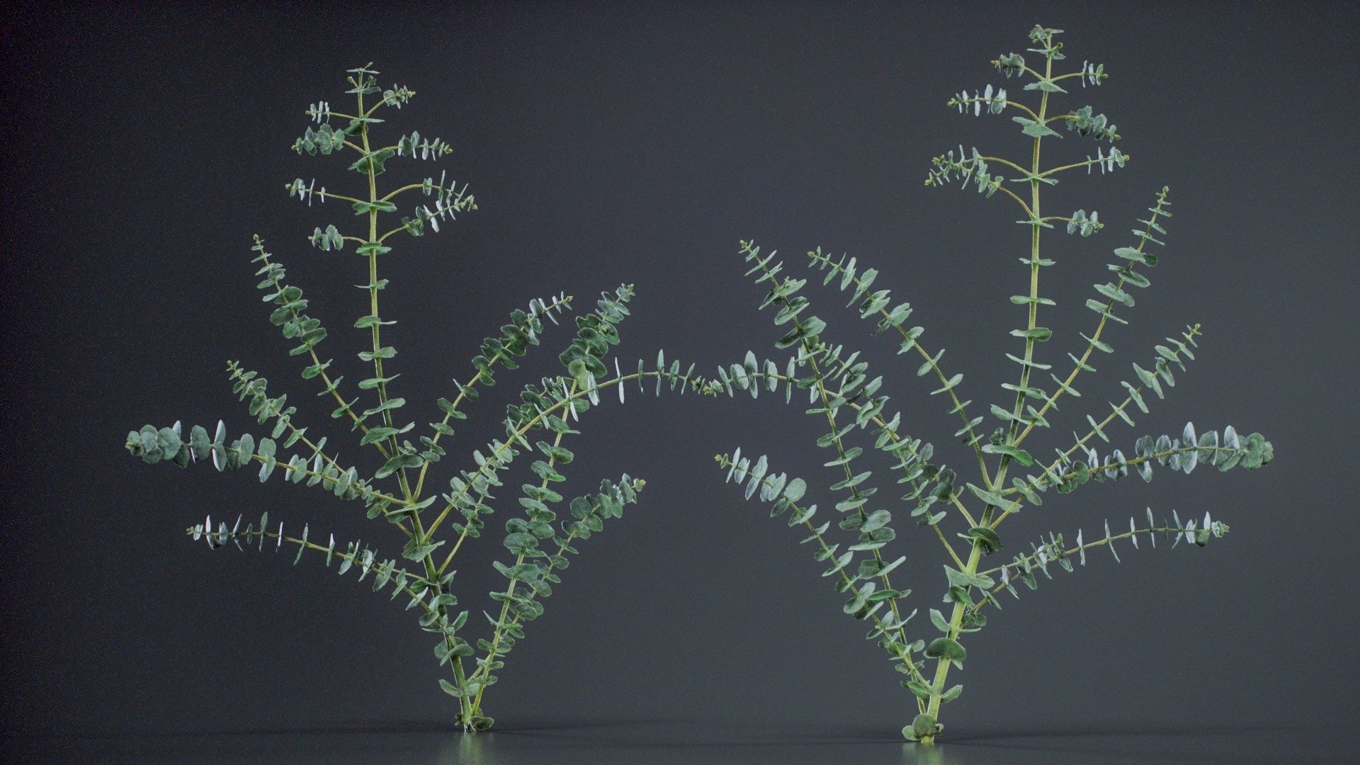 Apple Snow Cider Gum Eucalyptus Gunnii Low-poly 3D model_7