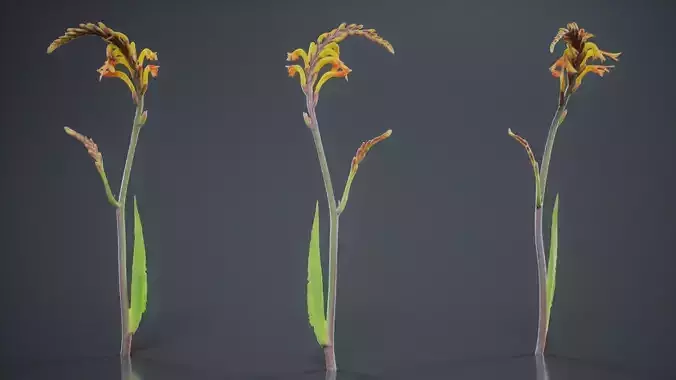 African Flag Cornflag Chasmanthe Floribunda