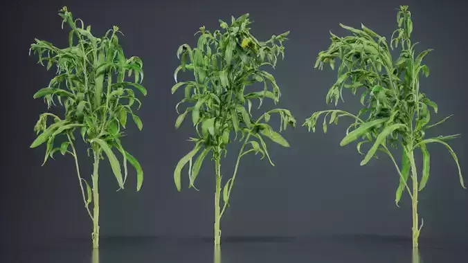 Aegean Garden Wallflower Erysimum Cheiri Low-poly 3D model