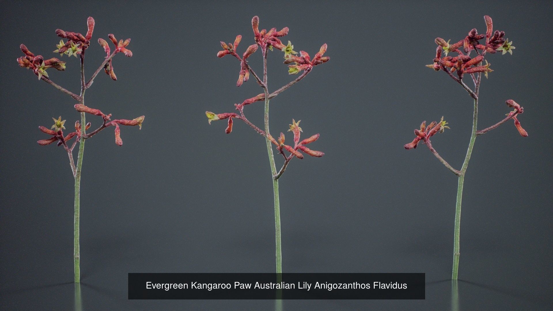 24 Flowers and a Bouquet 3D Model Collection_13