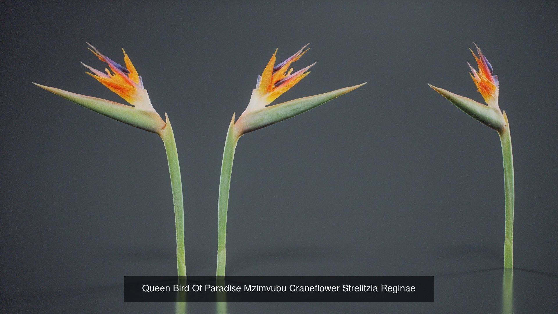 24 Flowers and a Bouquet 3D Model Collection_8