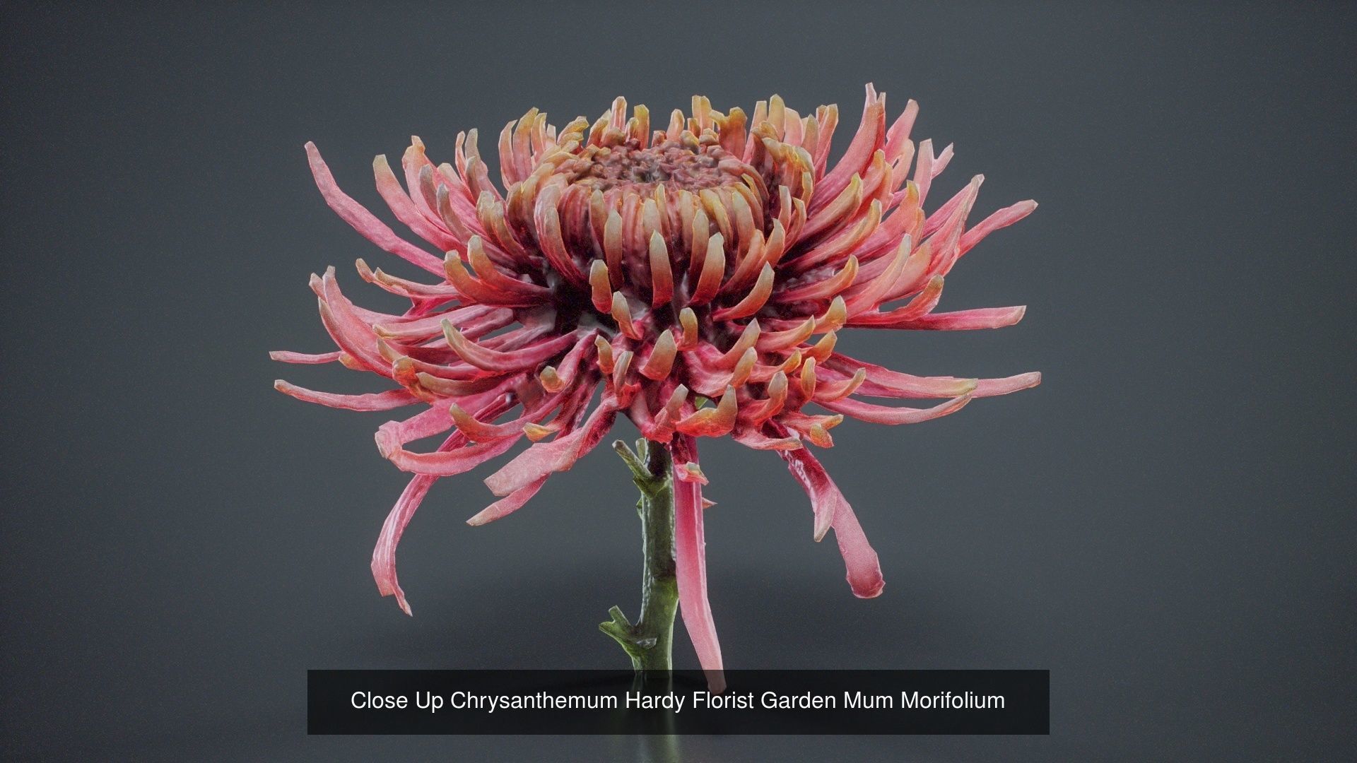 24 Flowers and a Bouquet 3D Model Collection_20