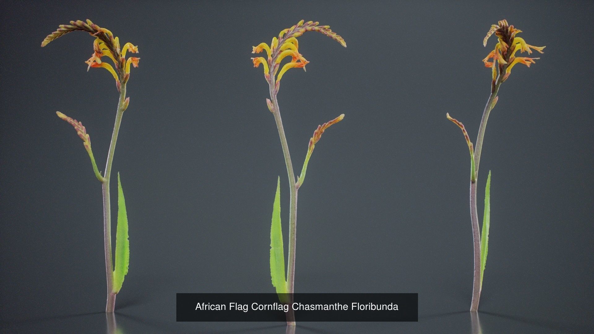 24 Flowers and a Bouquet 3D Model Collection_27