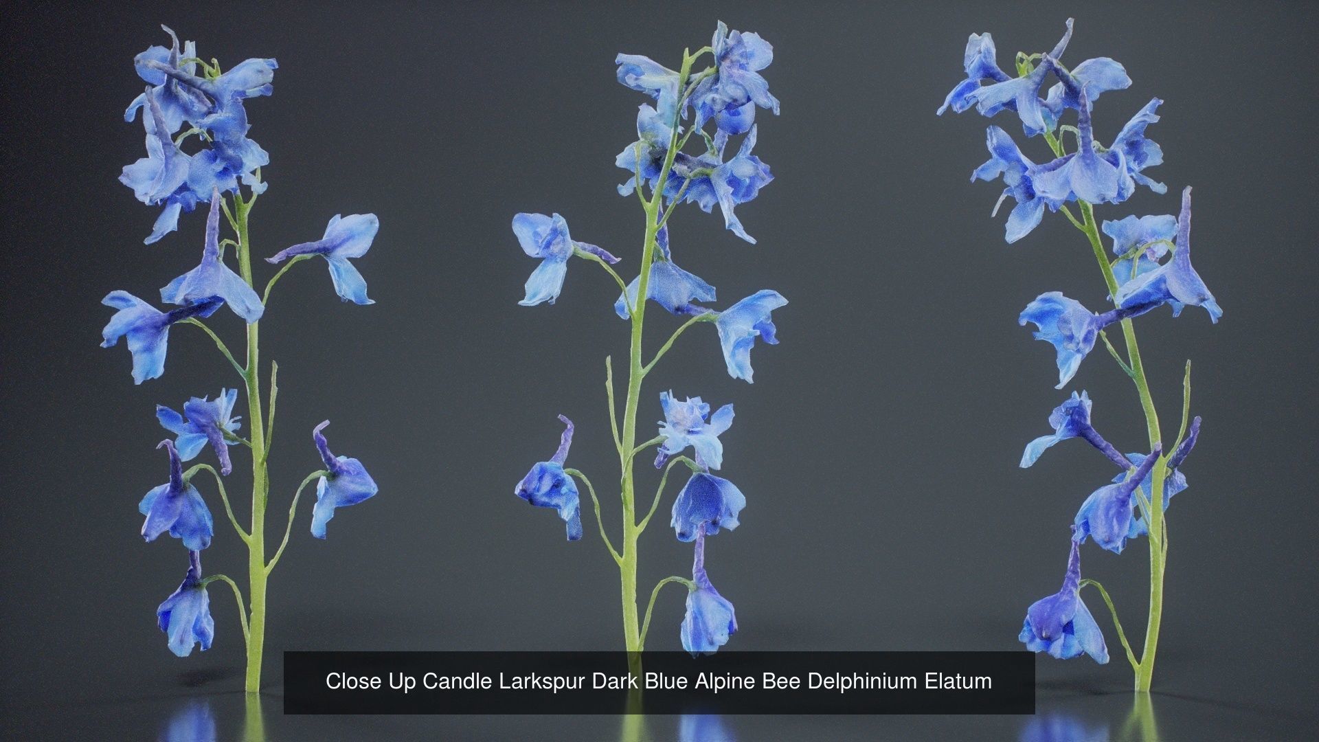 24 Flowers and a Bouquet 3D Model Collection_21