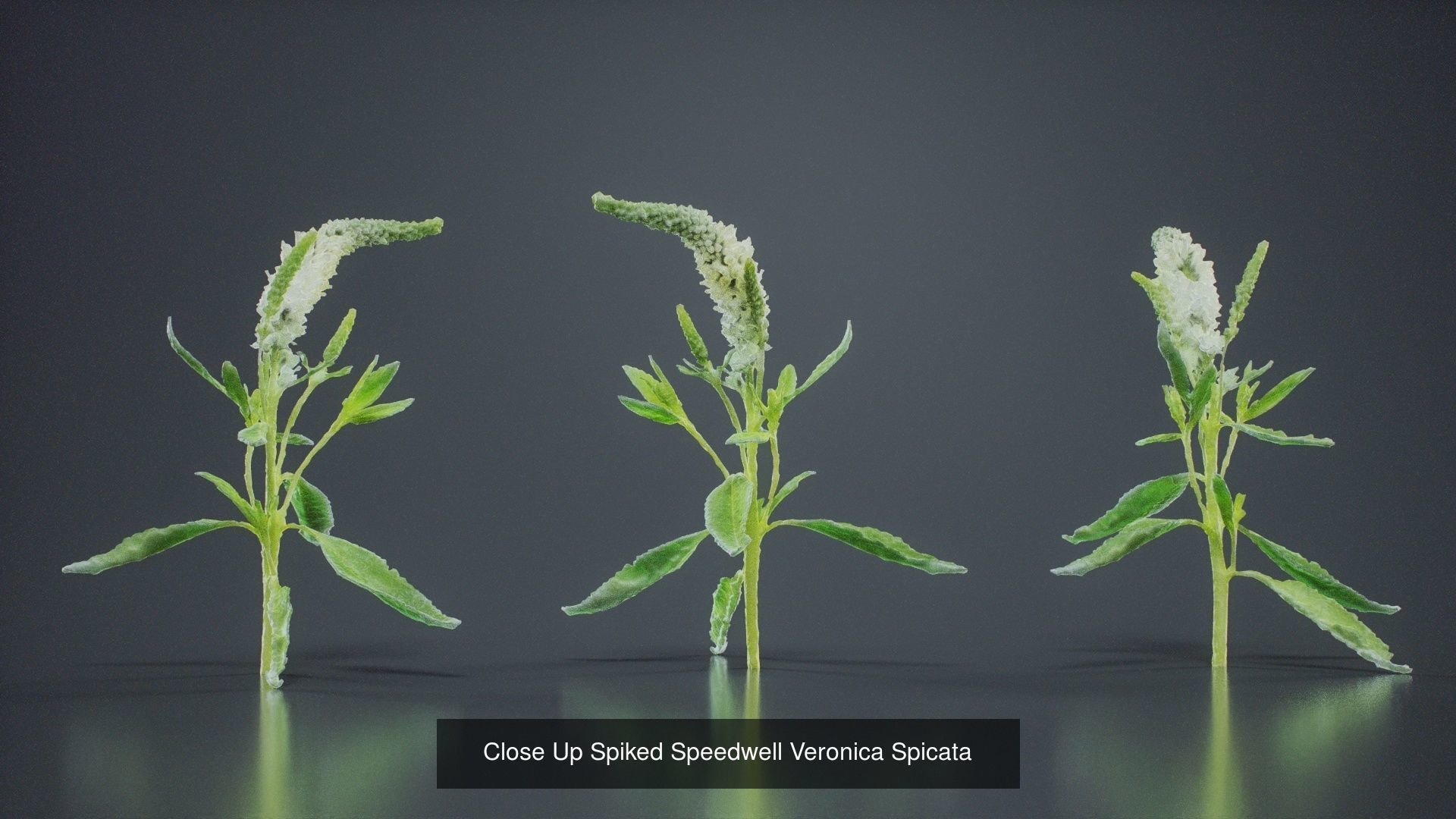 24 Flowers and a Bouquet 3D Model Collection_15