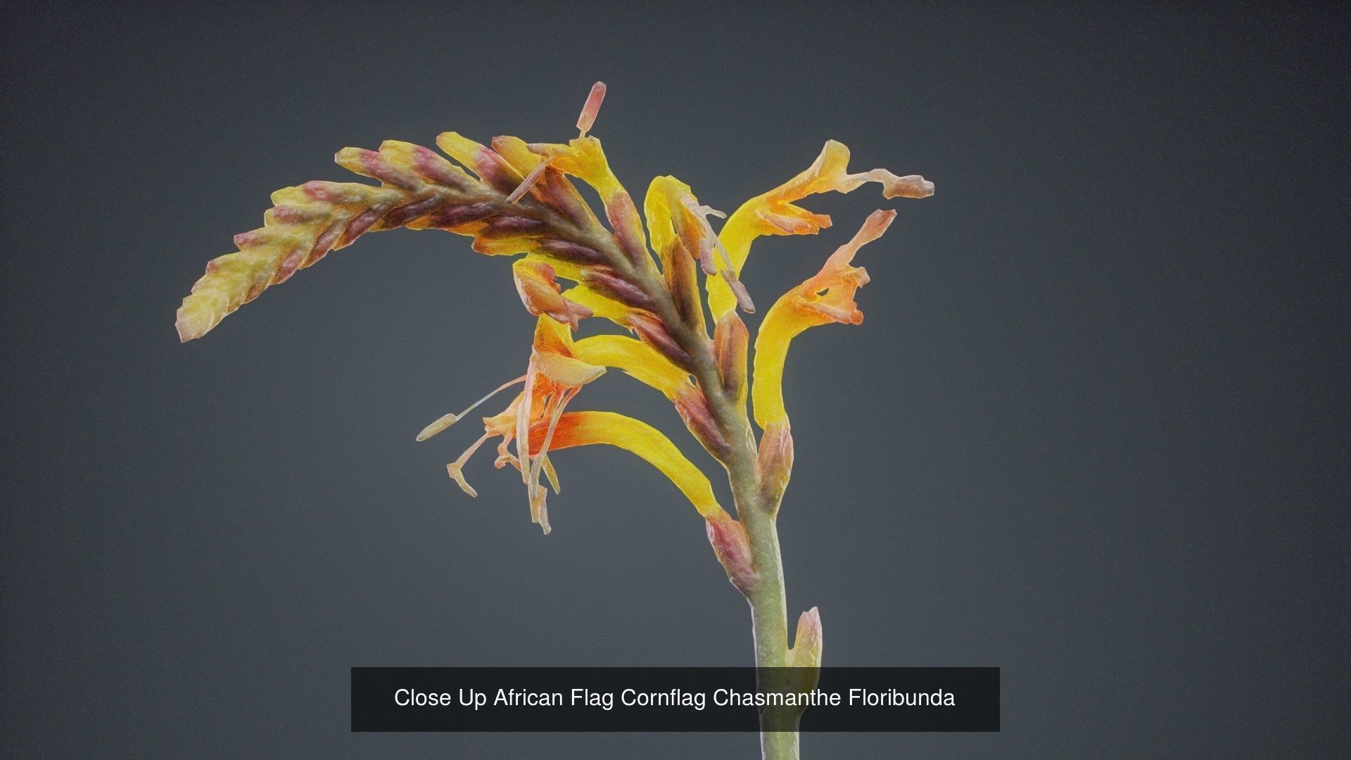 24 Flowers and a Bouquet 3D Model Collection_23