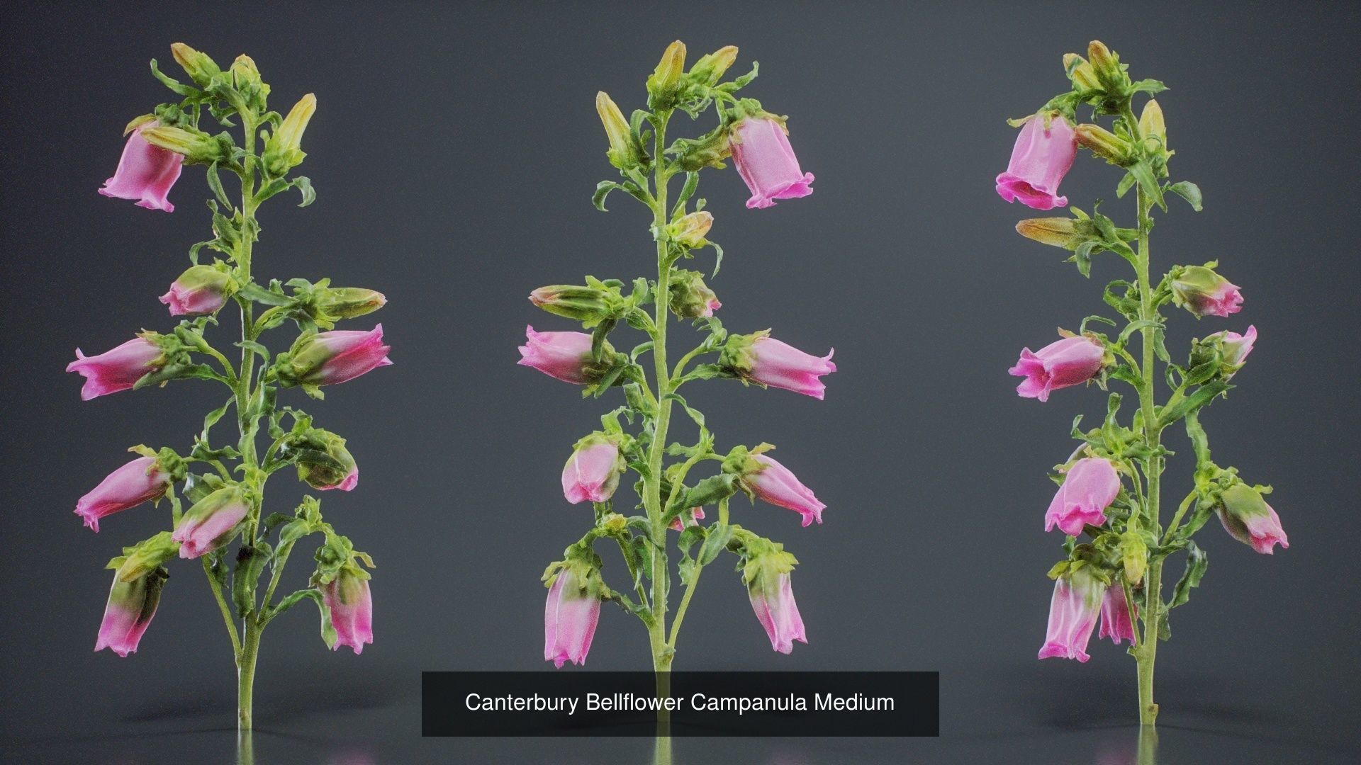 24 Flowers and a Bouquet 3D Model Collection_25