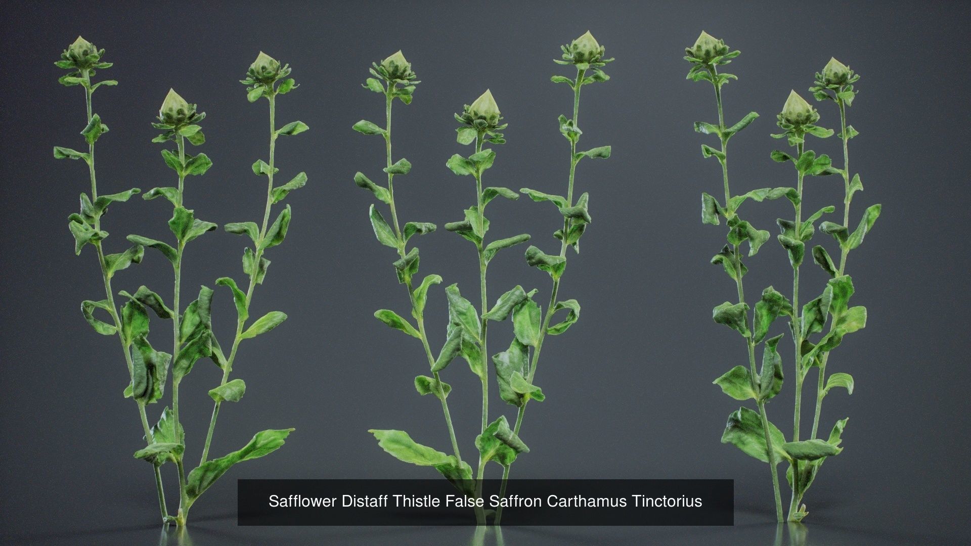 24 Flowers and a Bouquet 3D Model Collection_7