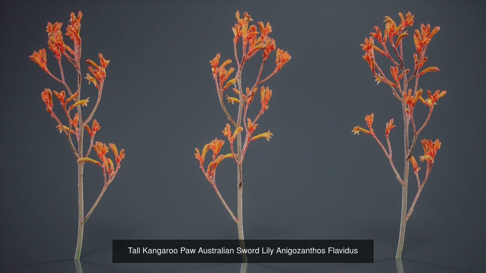 24 Flowers and a Bouquet 3D Model Collection_5