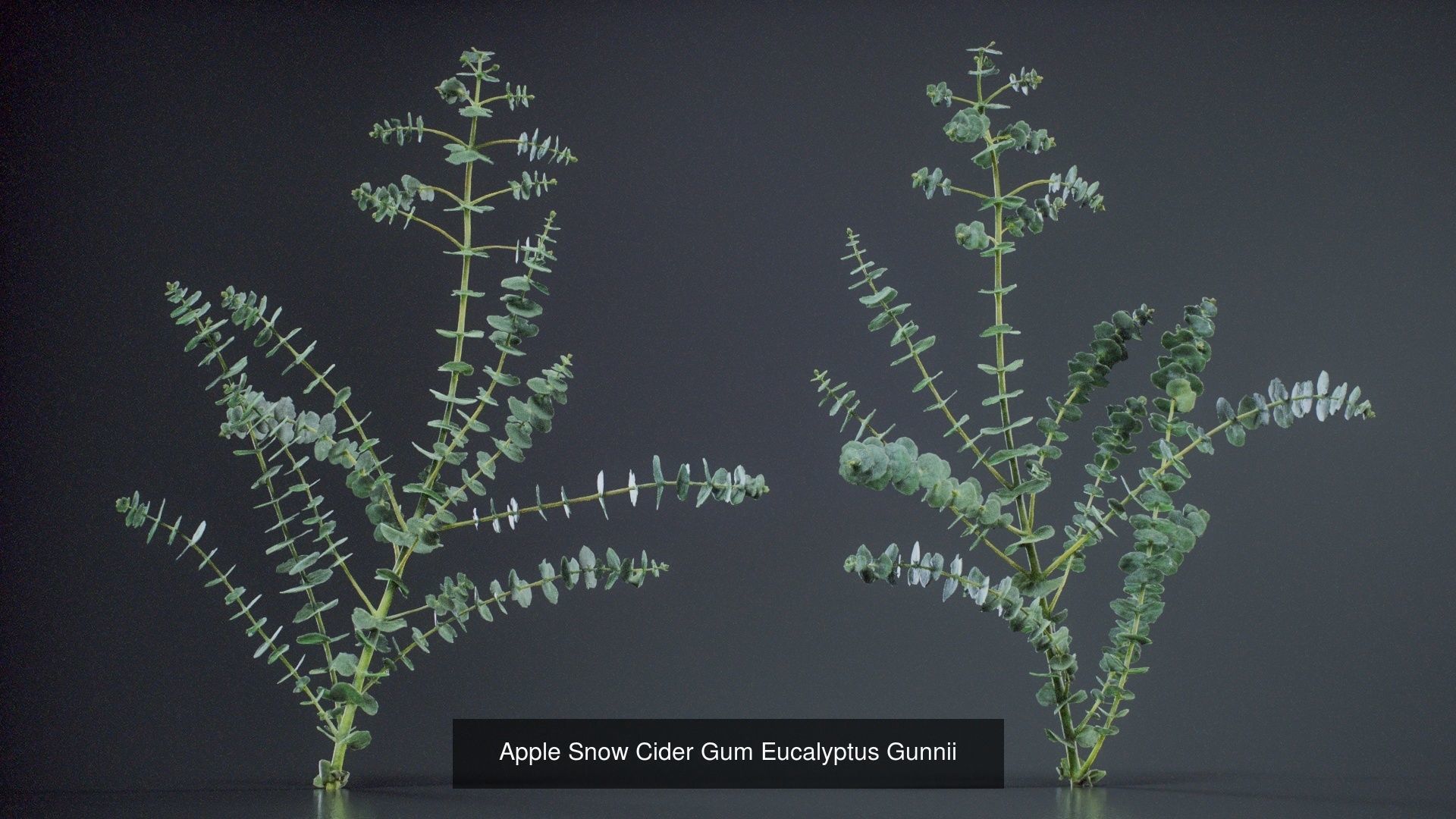 24 Flowers and a Bouquet 3D Model Collection_26