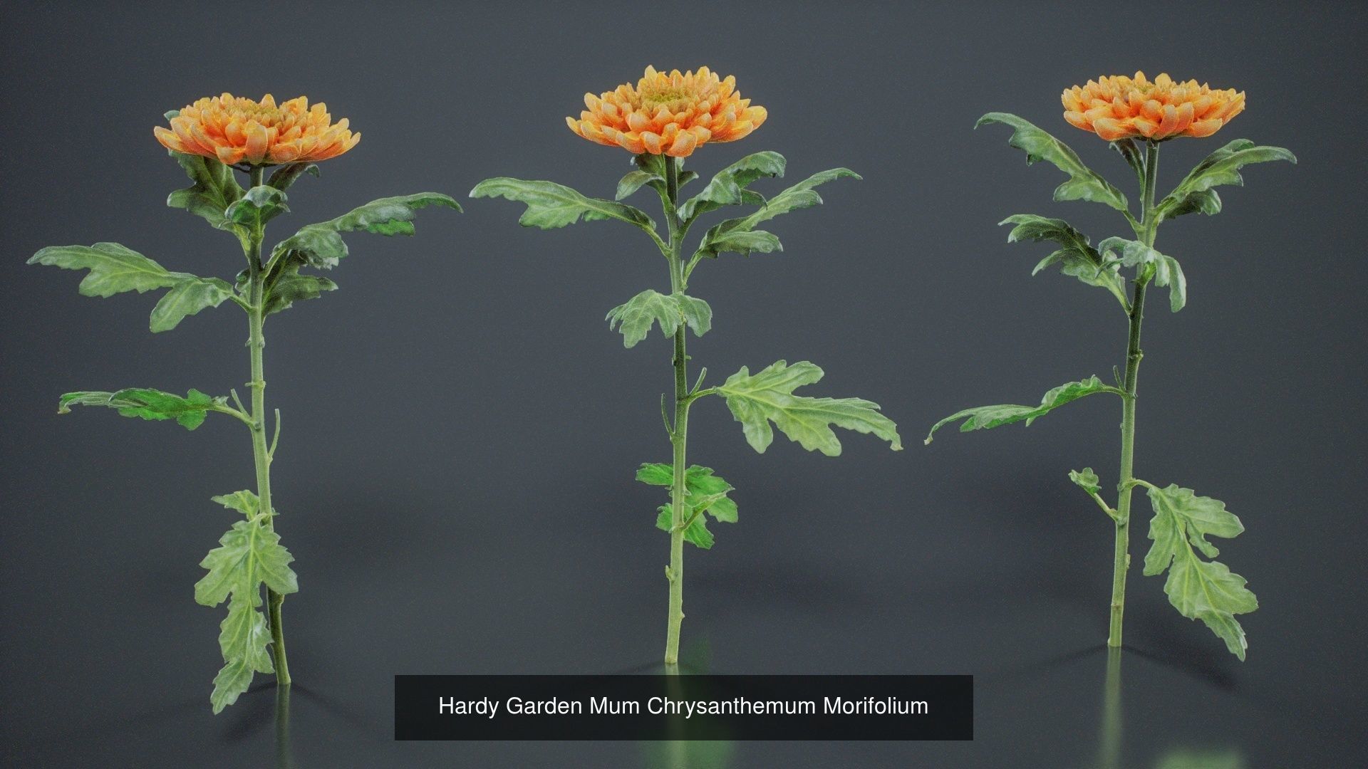 24 Flowers and a Bouquet 3D Model Collection_10