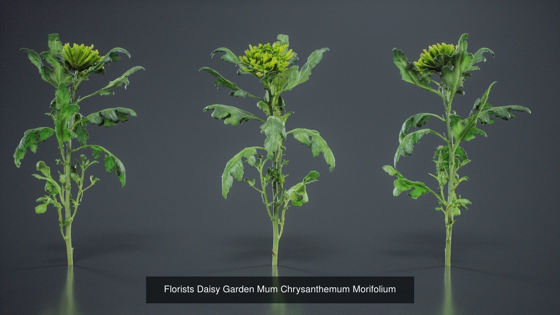 24 Flowers and a Bouquet 3D Model Collection_12