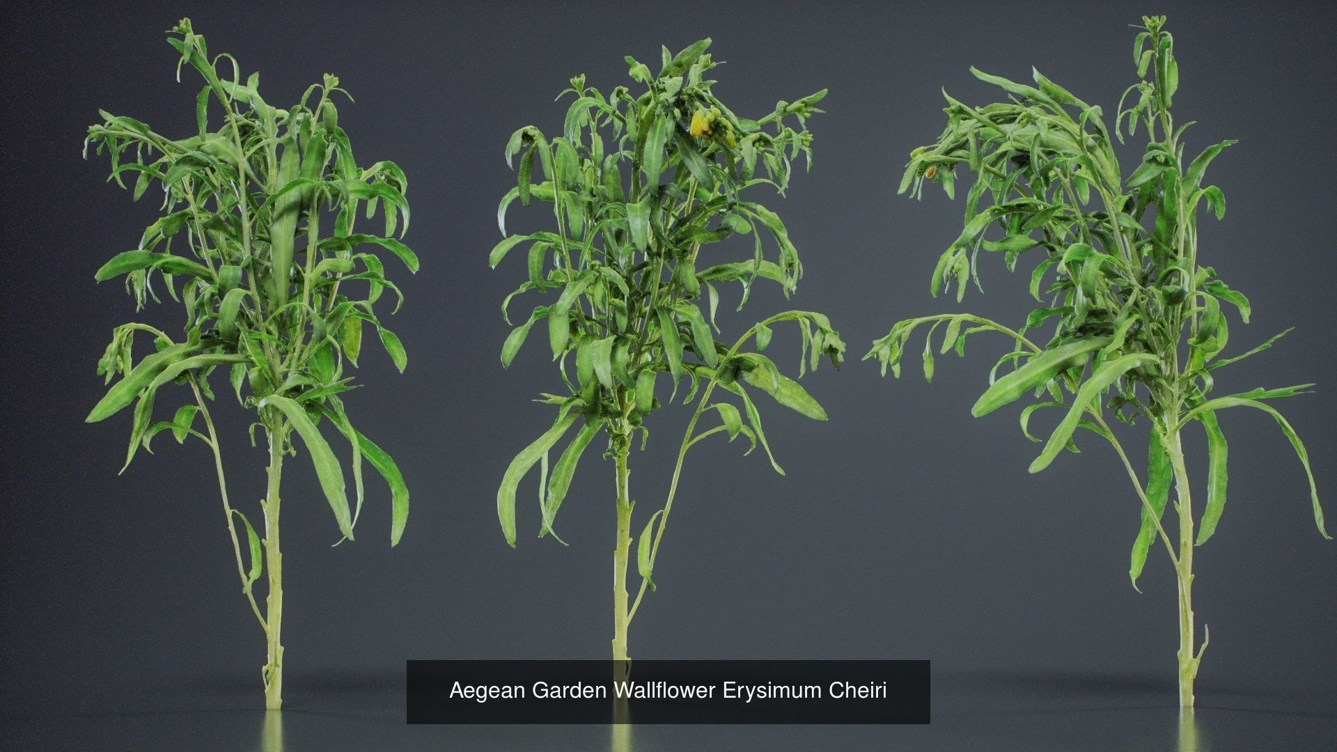 24 Flowers and a Bouquet 3D Model Collection_28