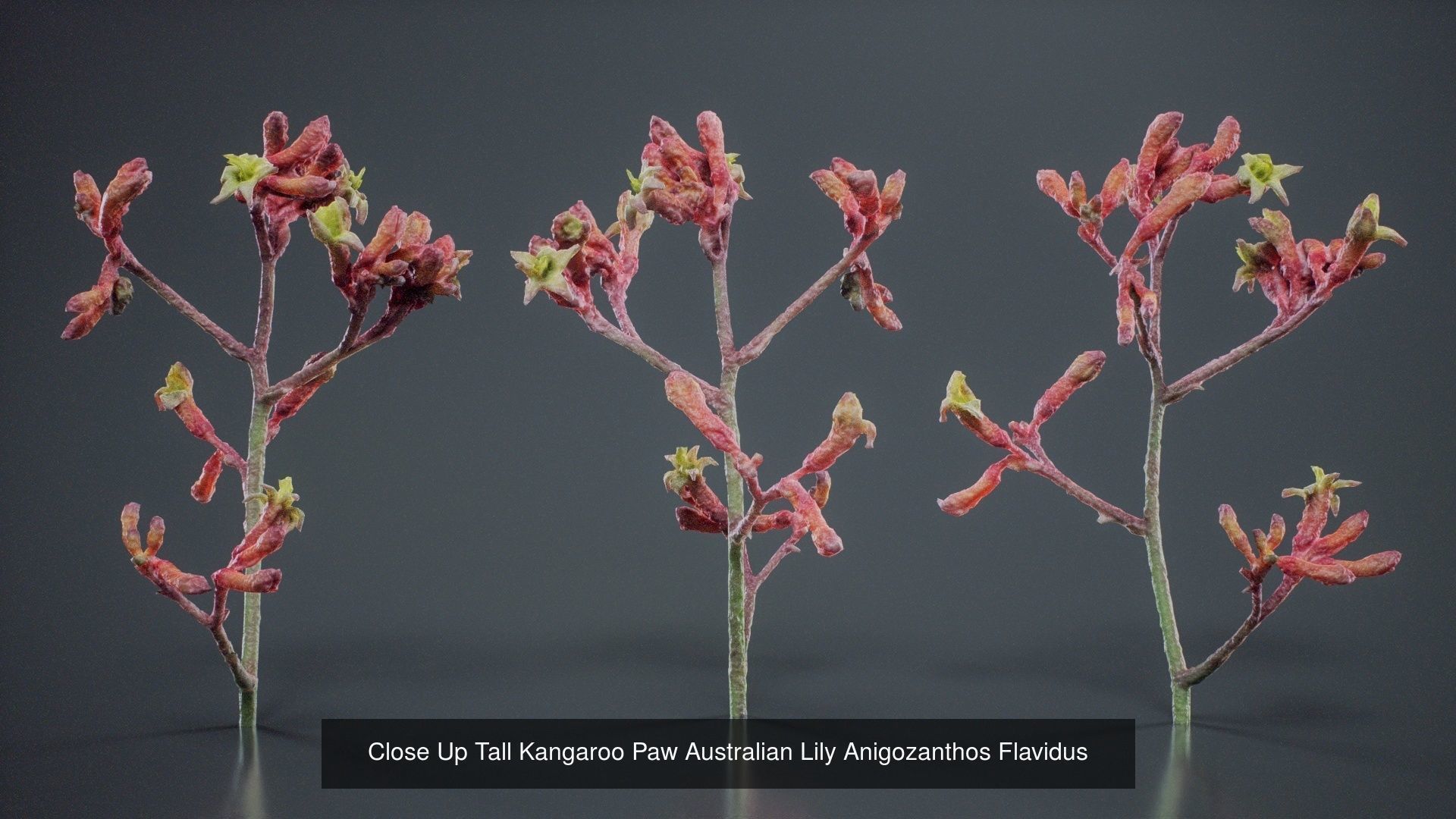 24 Flowers and a Bouquet 3D Model Collection_14