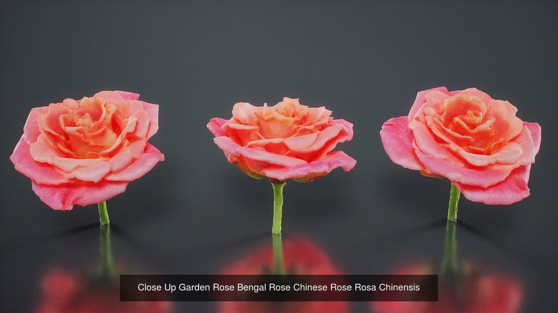 24 Flowers and a Bouquet 3D Model Collection_18