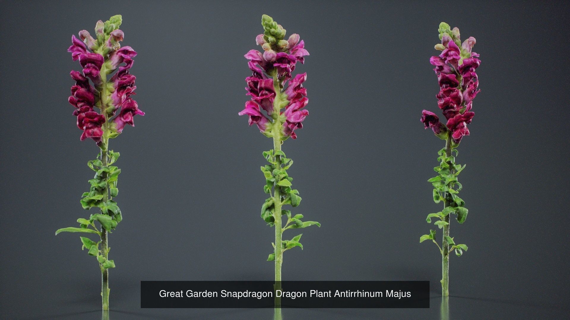 24 Flowers and a Bouquet 3D Model Collection_11