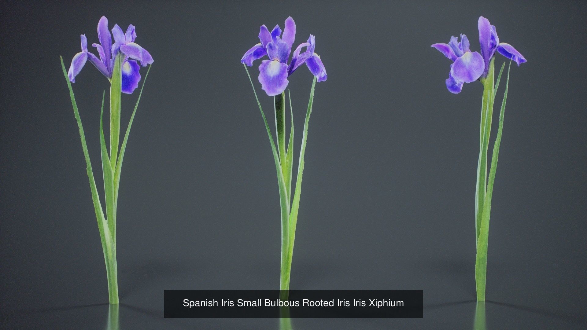 24 Flowers and a Bouquet 3D Model Collection_6