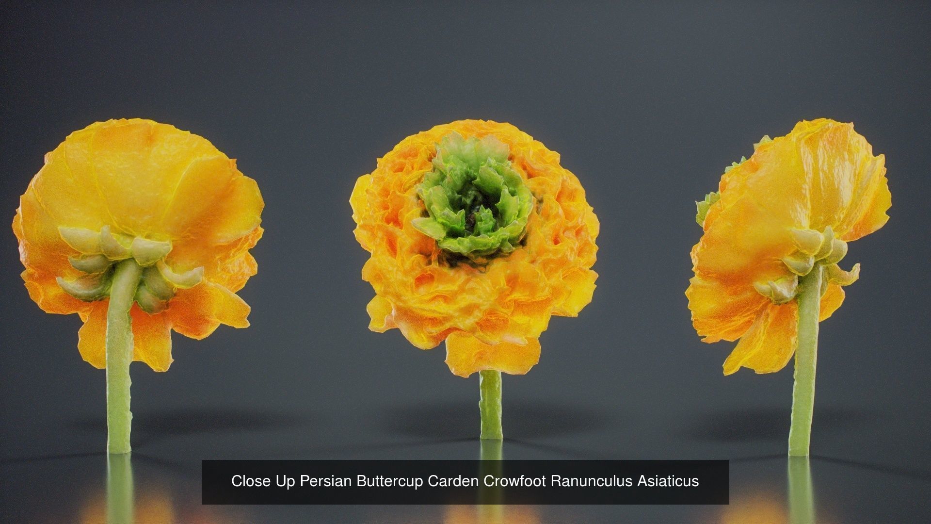 24 Flowers and a Bouquet 3D Model Collection_16