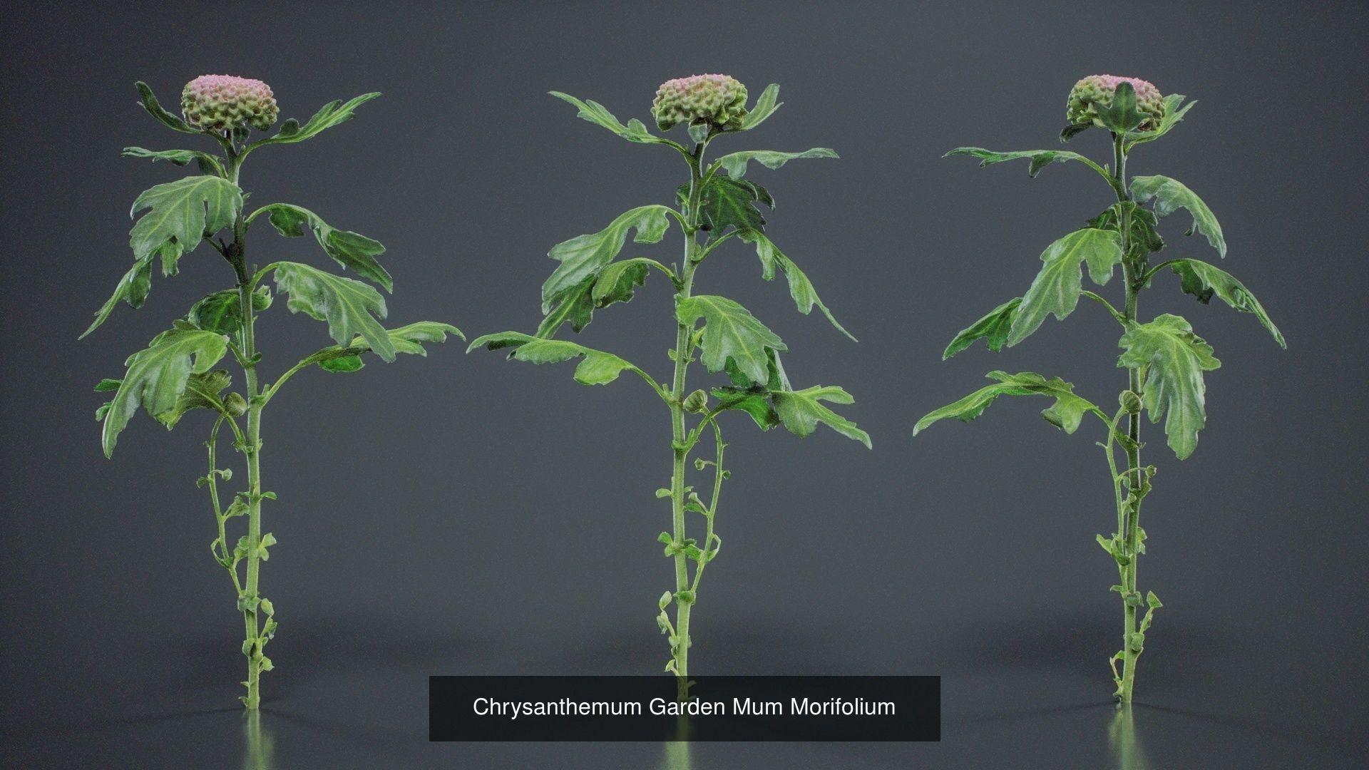 24 Flowers and a Bouquet 3D Model Collection_24