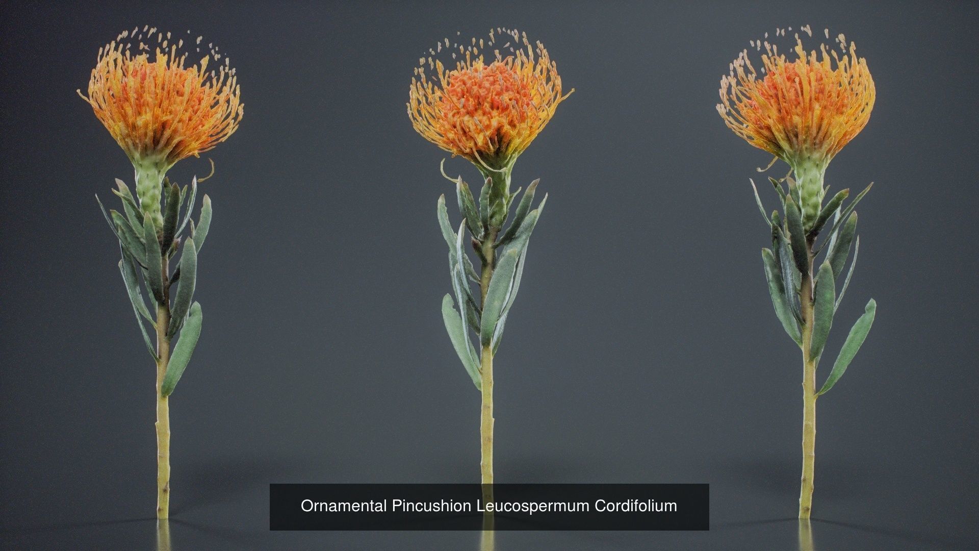 24 Flowers and a Bouquet 3D Model Collection_9