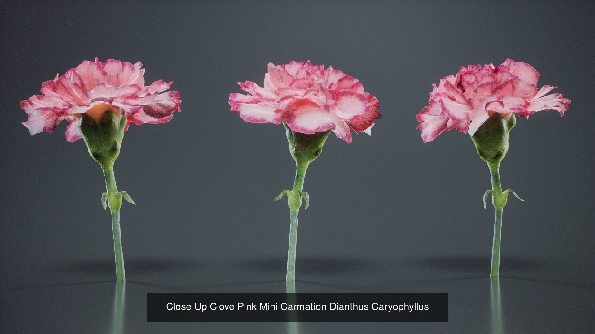 24 Flowers and a Bouquet 3D Model Collection_19