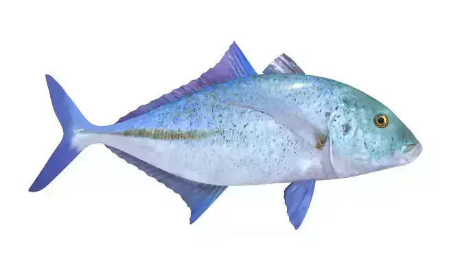 Trevally Fish 3D model