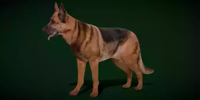 German Shepherd Dog Breed 3D model