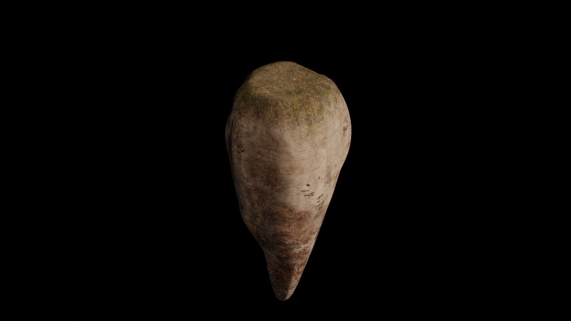 Sugar Beet High Quality 4K  3D model_7