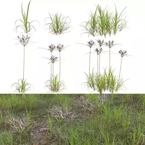 Cyperus rotundus - Purple nutsedge