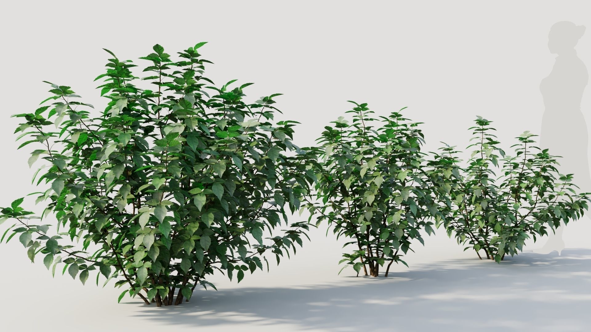 Rhus aromatica b 3D model_4