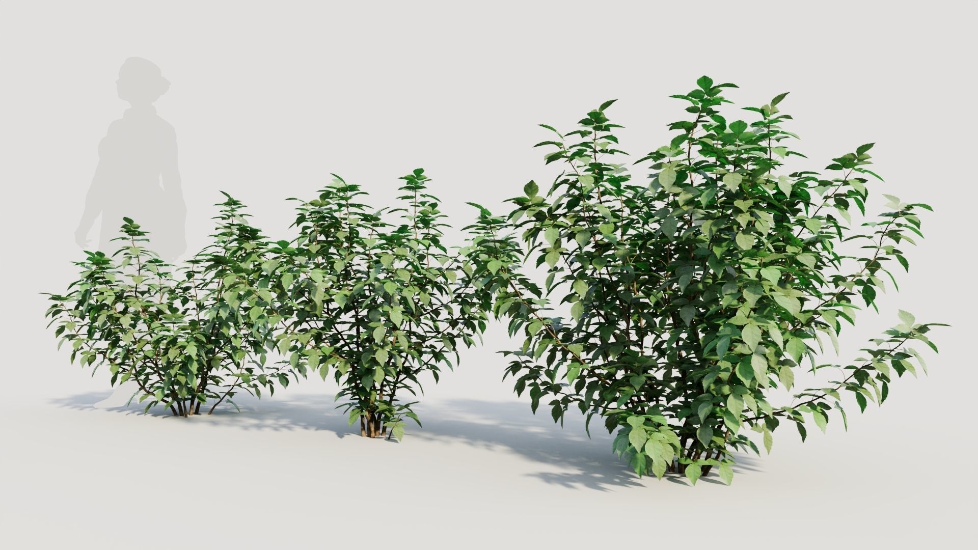 Rhus aromatica b 3D model_1