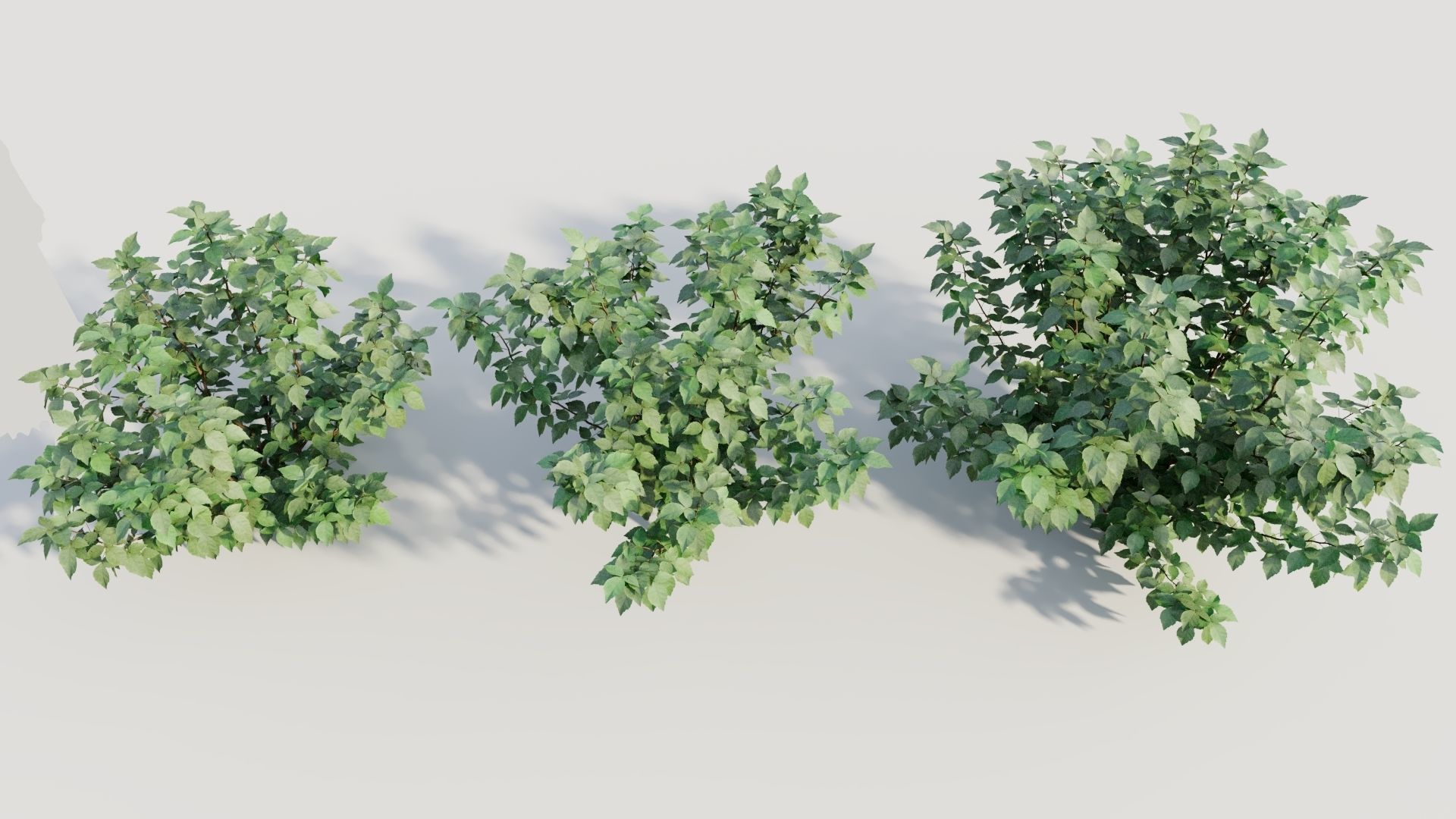 Rhus aromatica b 3D model_2