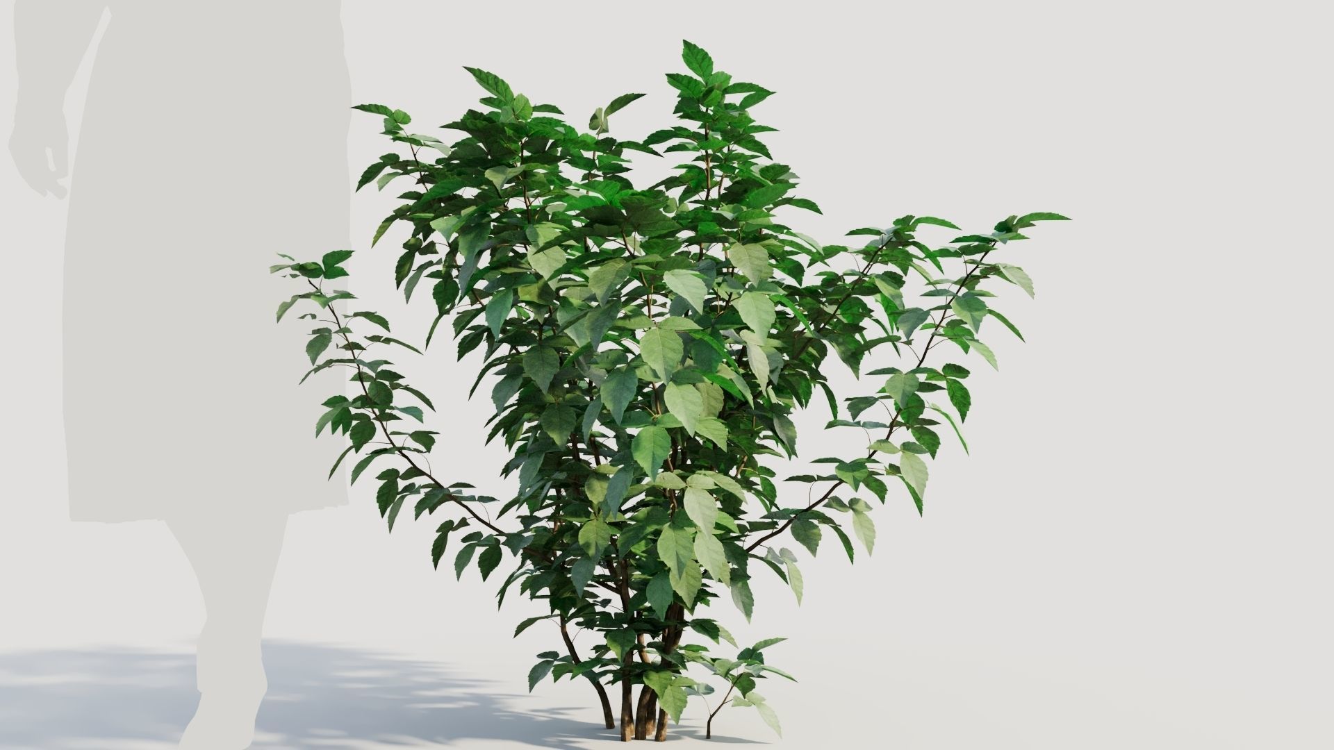 Rhus aromatica b 3D model_6