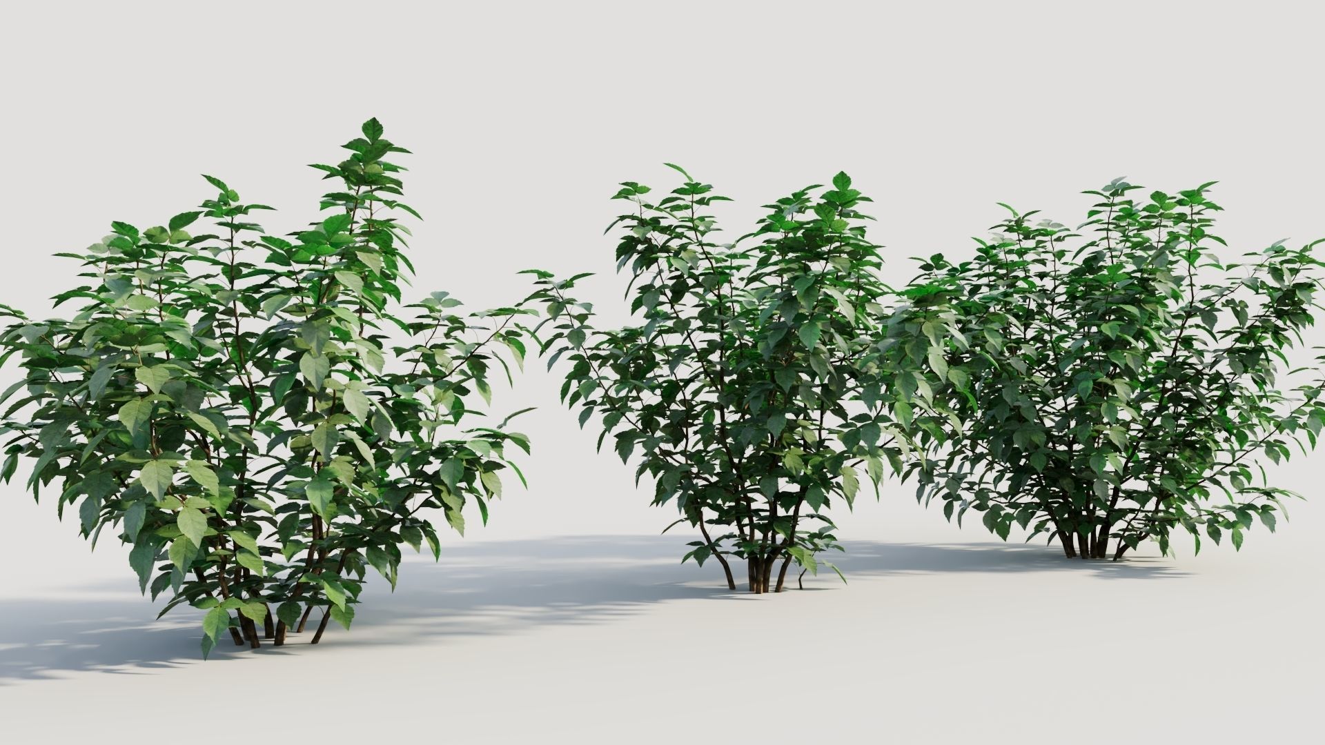 Rhus aromatica b 3D model_3