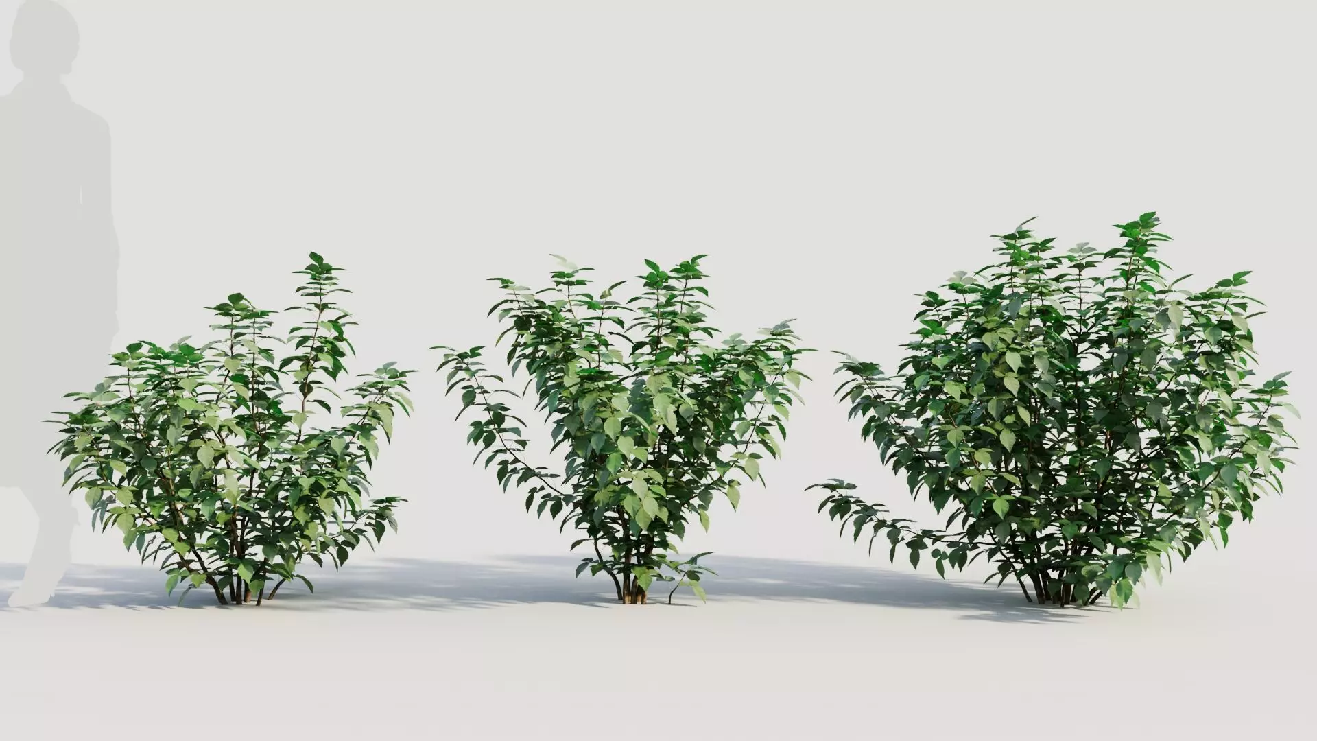 Rhus aromatica b 3D model_0