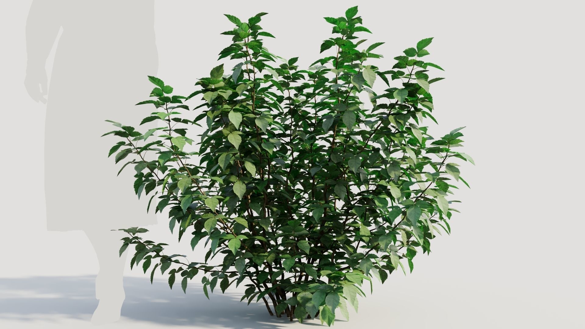 Rhus aromatica b 3D model_7