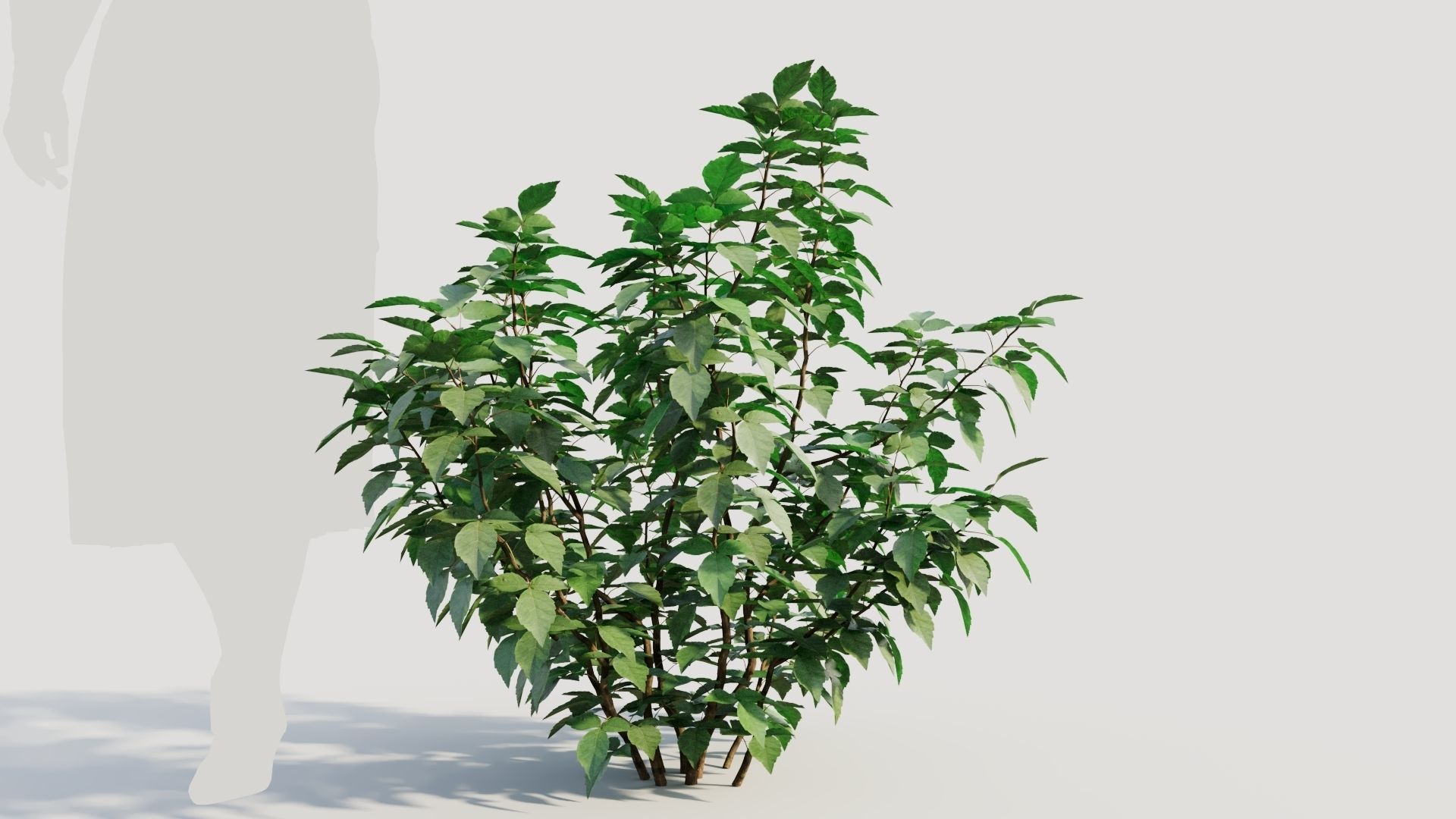 Rhus aromatica b 3D model_5