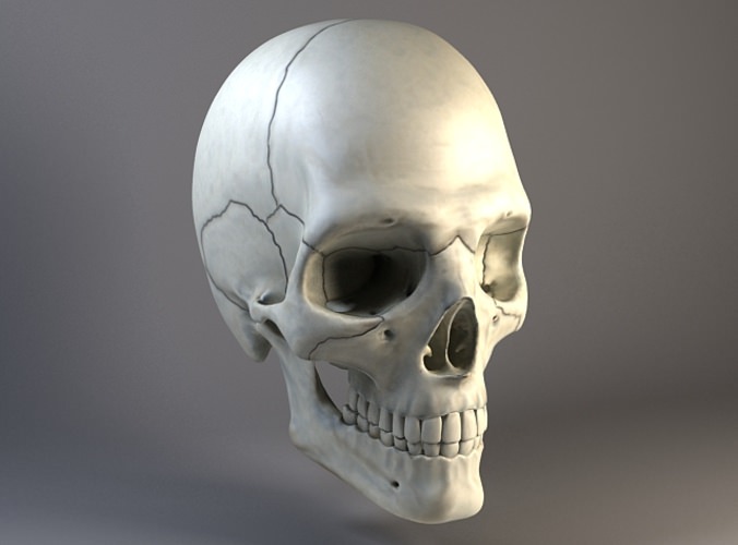 Man Skull 3D model