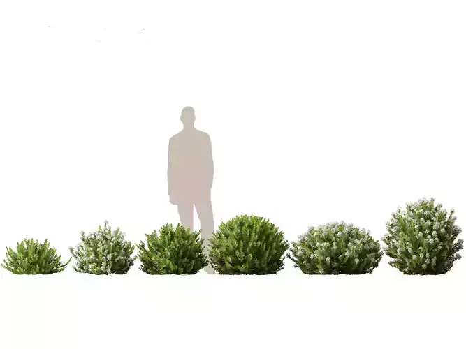 Hebe odora - boxwood