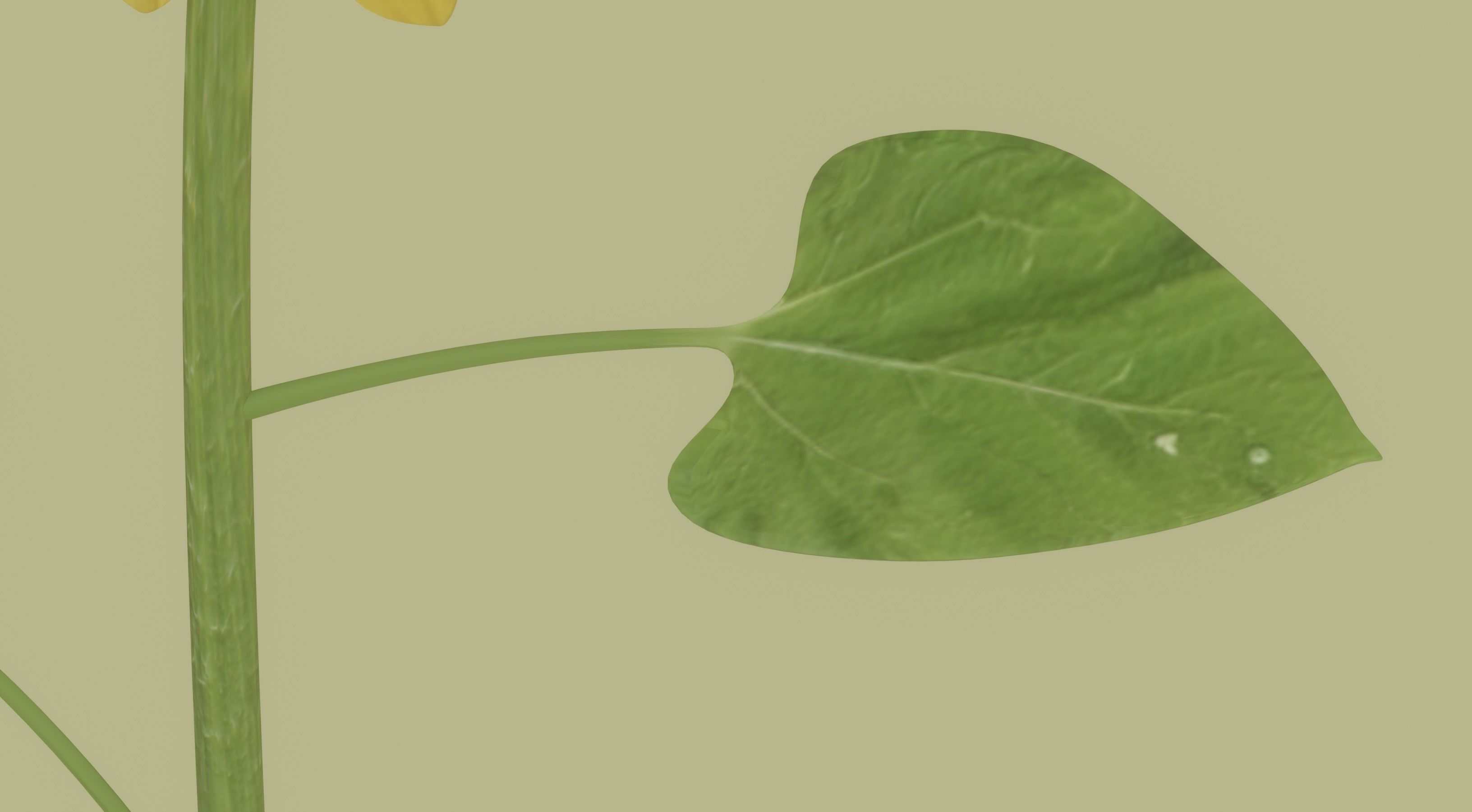 Sunflower 3D model_11