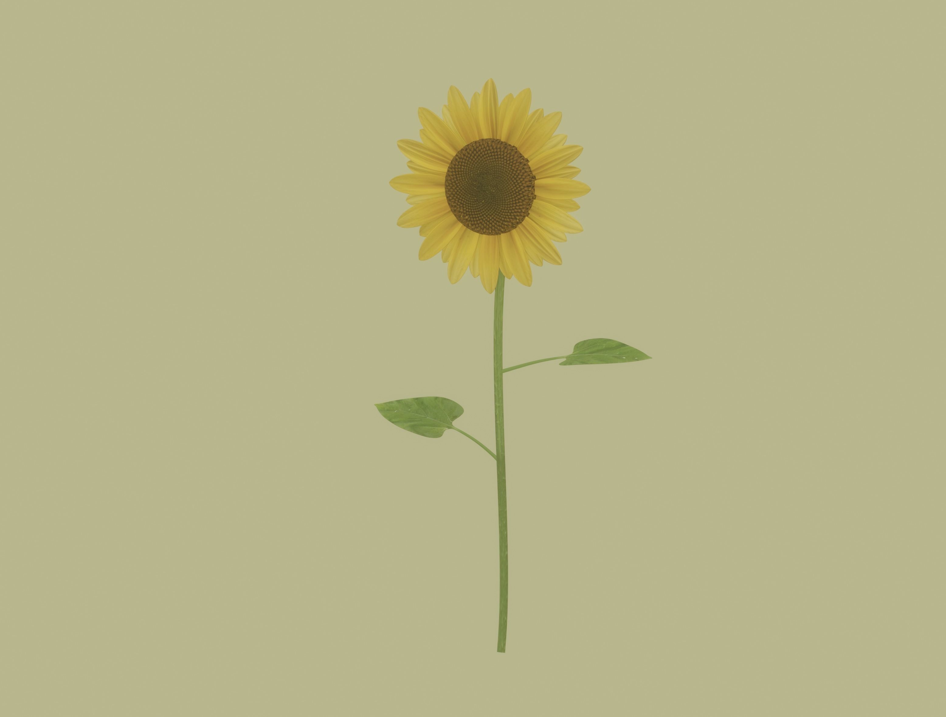Sunflower 3D model_1
