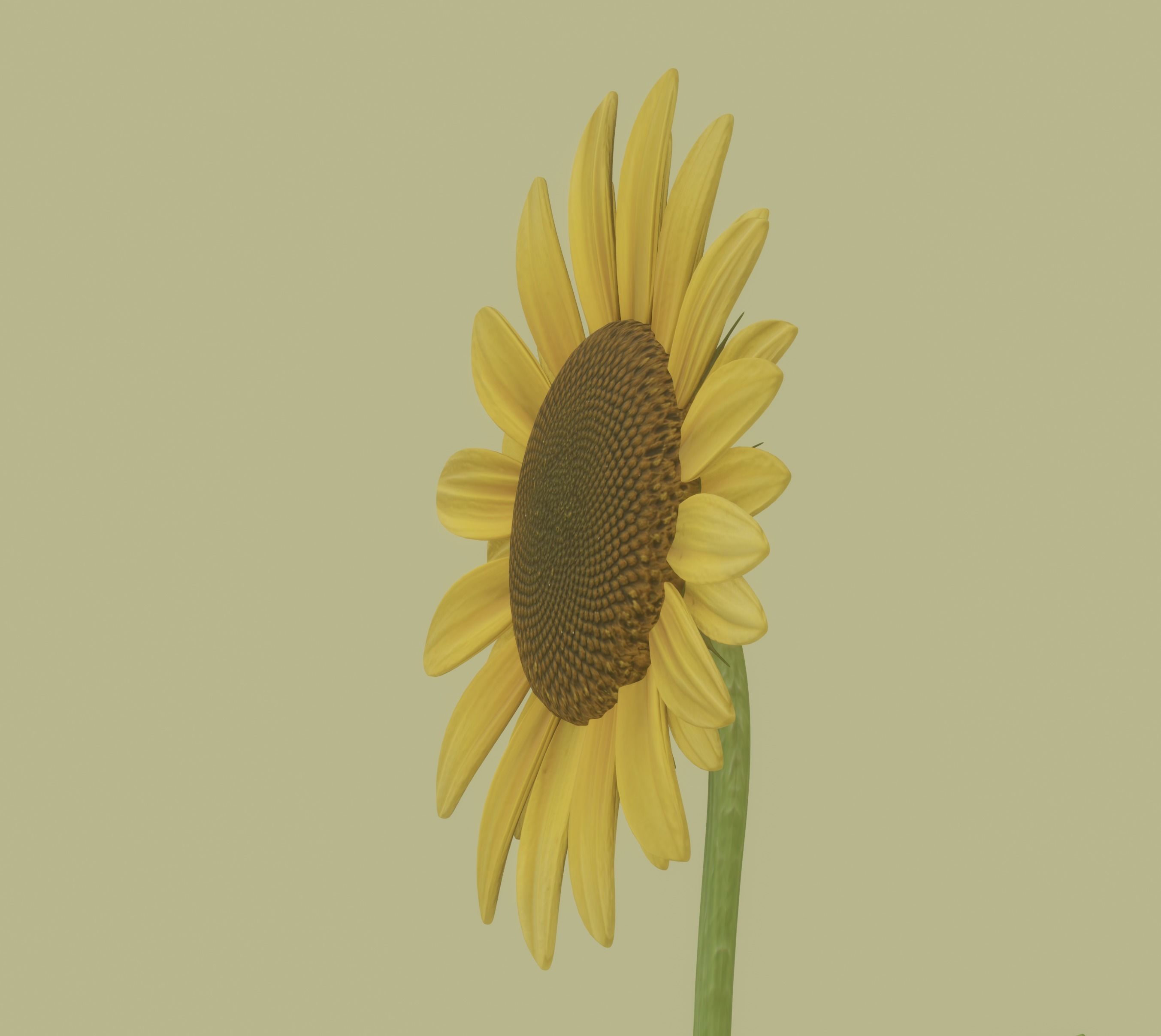 Sunflower 3D model_9