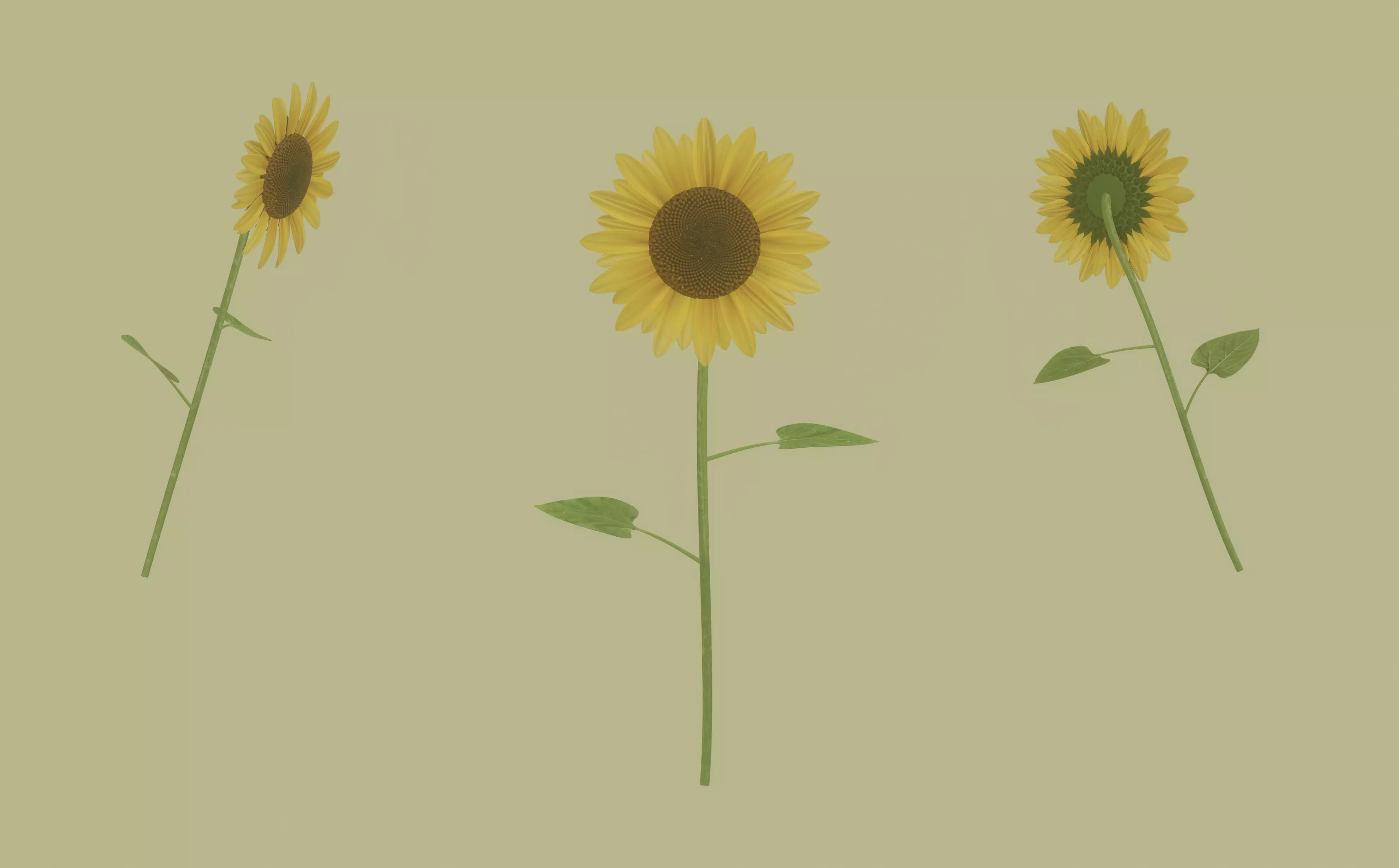 Sunflower 3D model_0