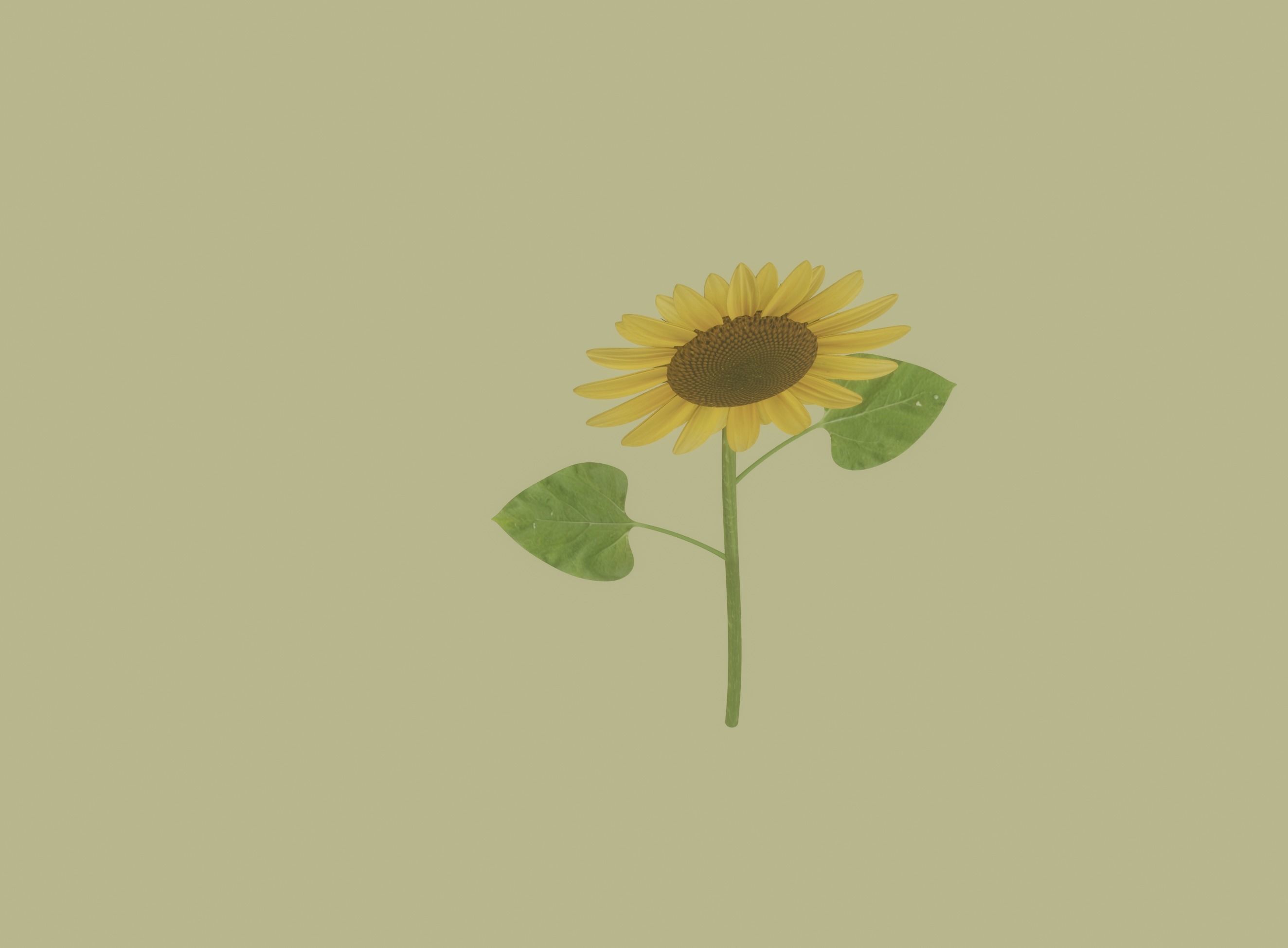 Sunflower 3D model_7