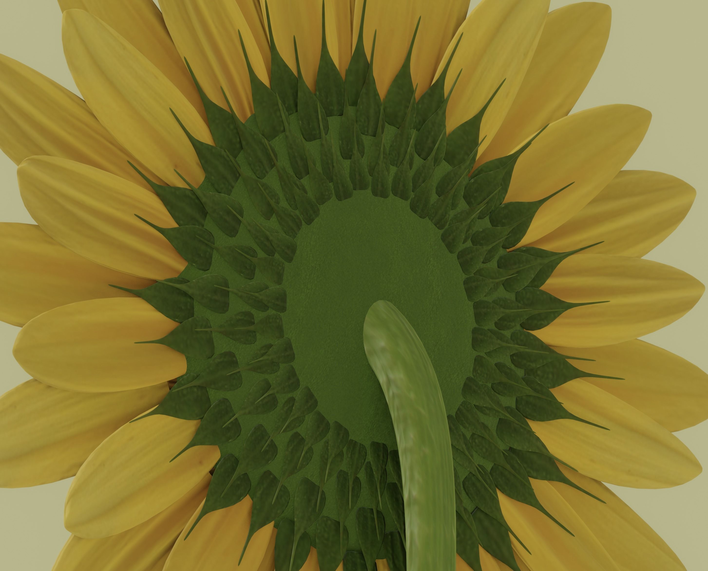 Sunflower 3D model_10