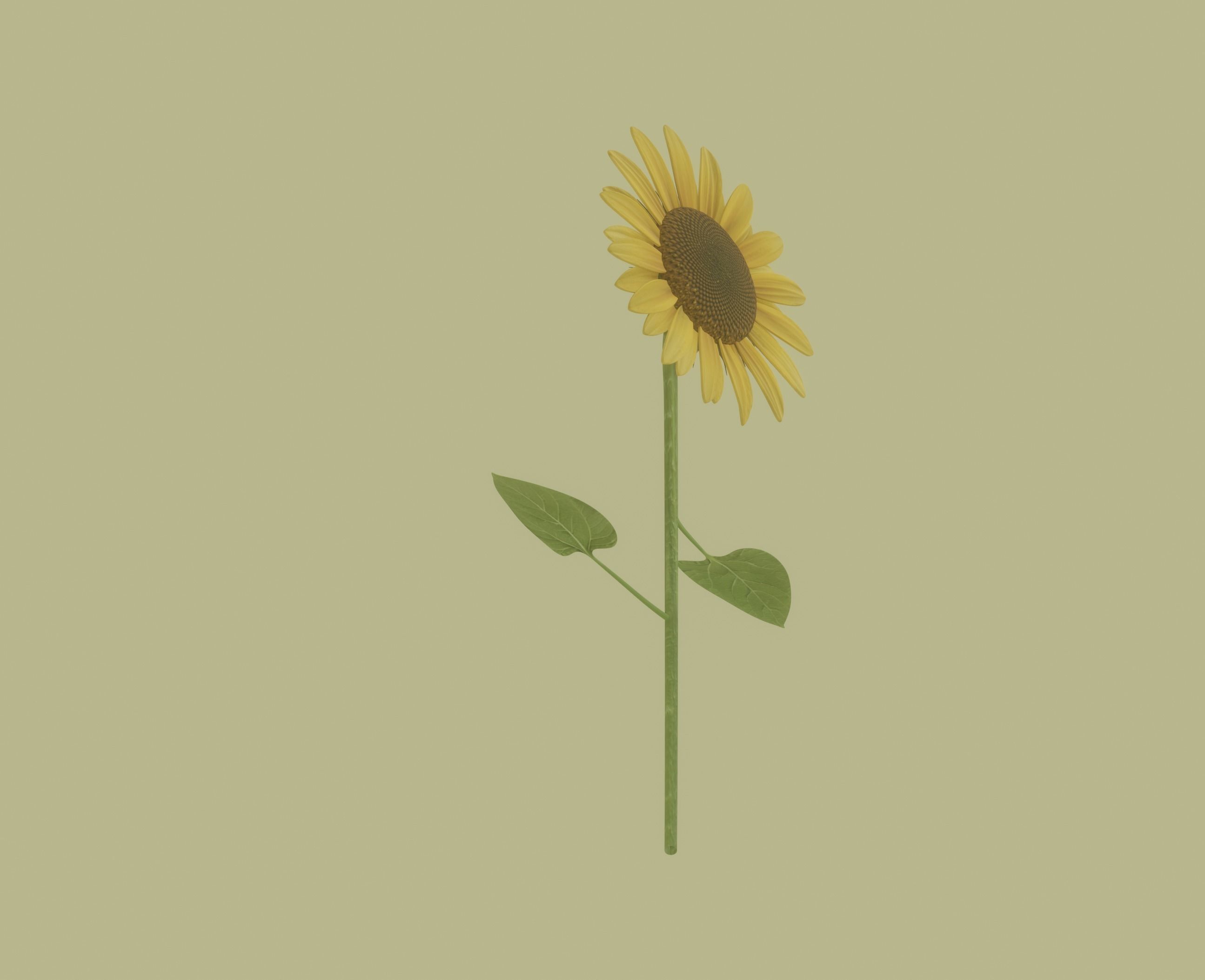 Sunflower 3D model_6