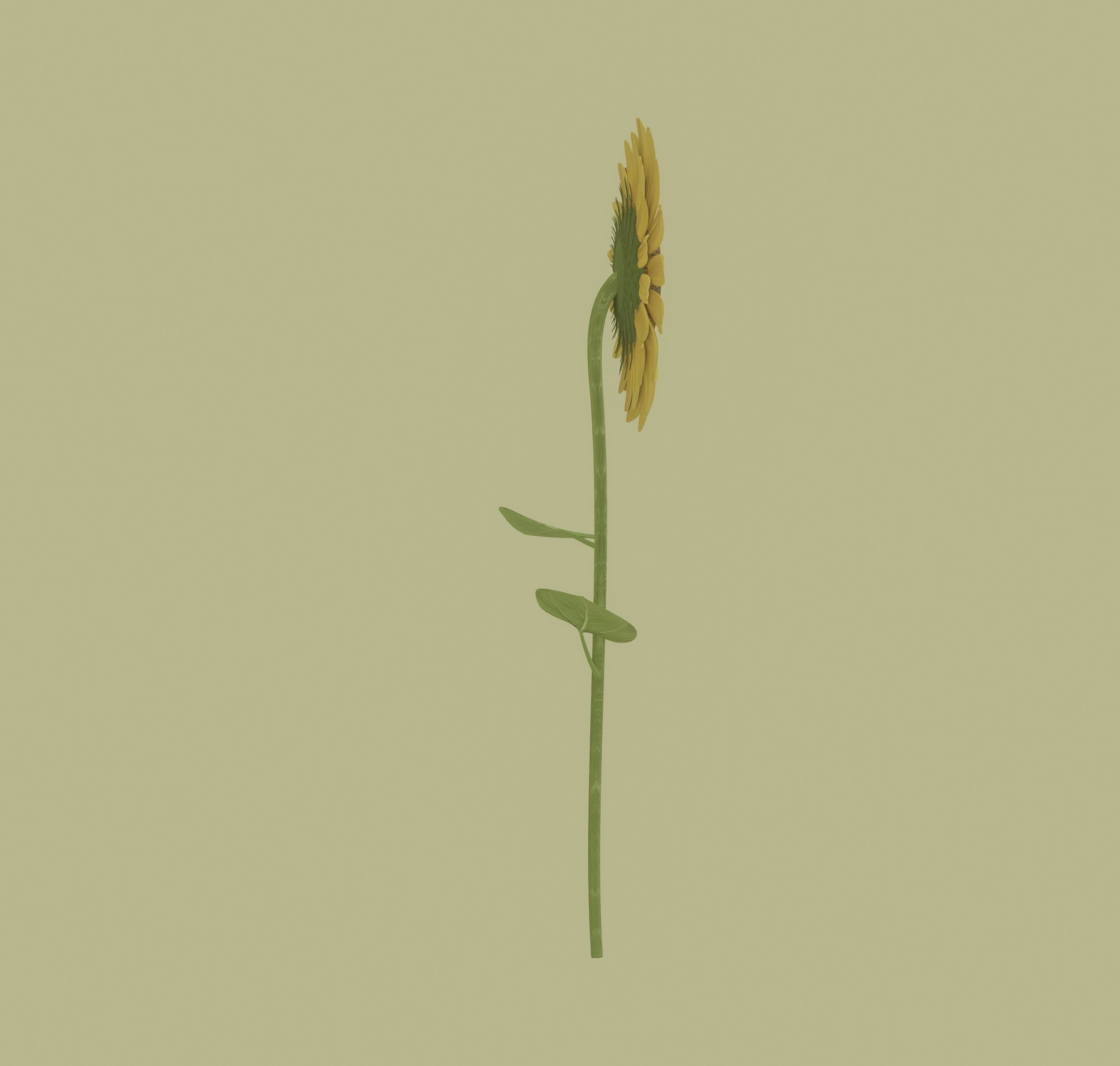 Sunflower 3D model_5